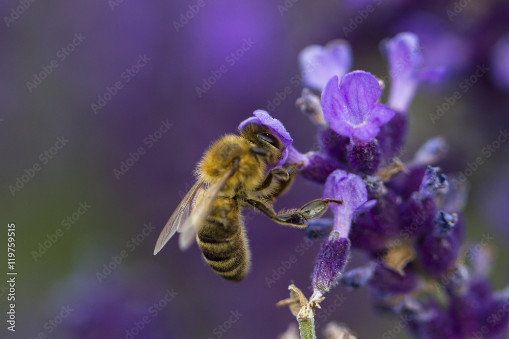 Fototapeta premium Biene im Lavendelfeld