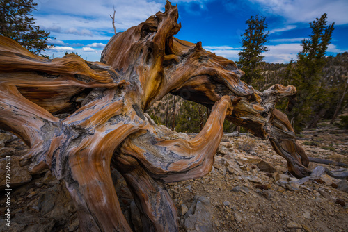 Canvastavla Bristlecone Pine Inyo National Forest White Mountains California USA