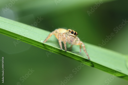 Jumping spider on green leaf macro nature