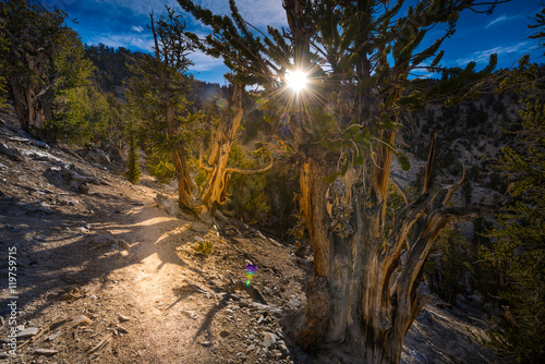 Εκτύπωση καμβά Ancient Bristle Cone Pine Great Basin oldest trees on earth