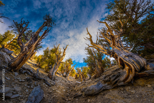 Ancient Bristle Cone Pine Great Basin oldest trees on earth