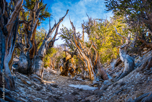 Canvastavla Ancient Bristle Cone Pine Great Basin oldest trees on earth