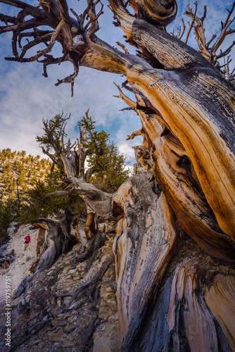 Canvas Print Ancient Bristle Cone Pine Great Basin oldest trees on earth