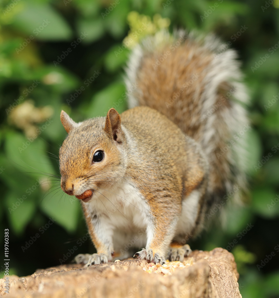 Close up of a Grey Squirrel eating nuts in the warm autumn sun Close up of a Grey Squirrel eating nuts in the warm autumn sun