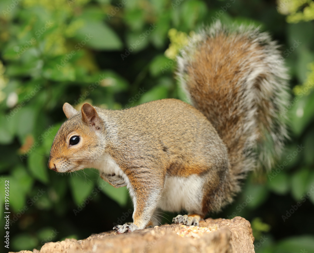 Close up of a Grey Squirrel eating nuts in the warm autumn sun Close up of a Grey Squirrel eating nuts in the warm autumn sun
