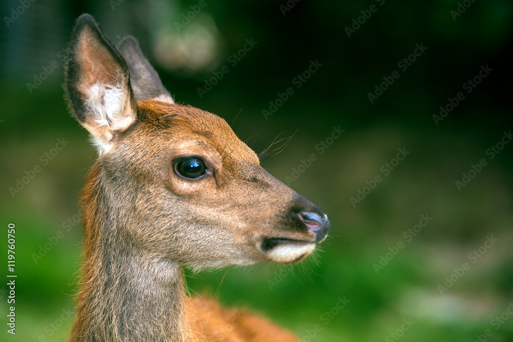 Obraz premium Hischkalb