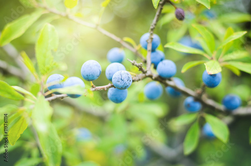 Sloe berries, growing on a bush photo