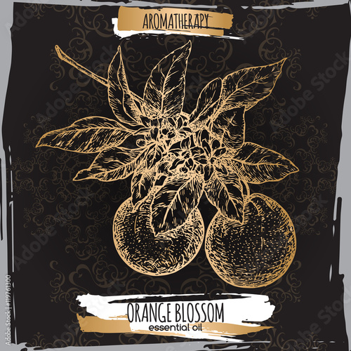 Orange blossom sketch on elegant back lace background.