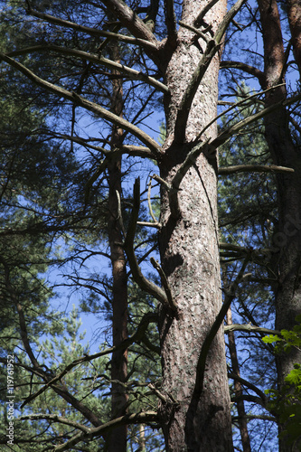 Dębki 2015 - drzewo na wydmach.