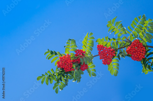 mountain ash