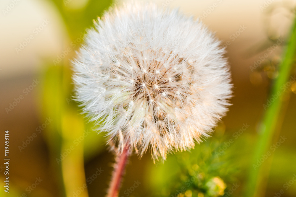 Fototapeta premium Одуванчик в поле.