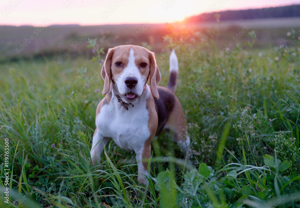 Собака породы бигль на прогулке летним вечером в поле в лучах закатного солнца