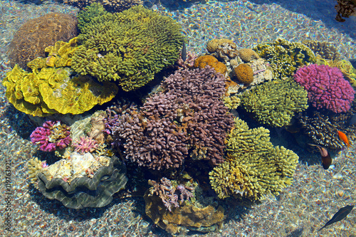 Corals in Eilat Oceanarium photo