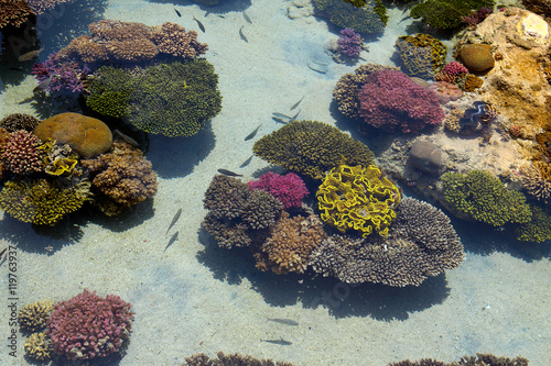Corals in Eilat Oceanarium on a coast of Red Sea, Israel photo