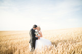 Beautiful couple in field, Lovers or newlywed posing with perfect blue sky