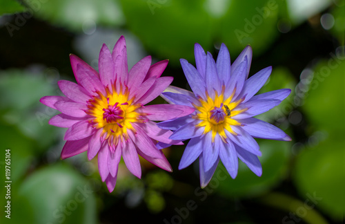 Pink and purple twin lotuses