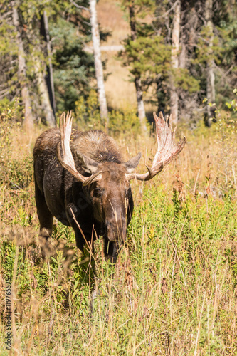 Bull Moose in Autumn