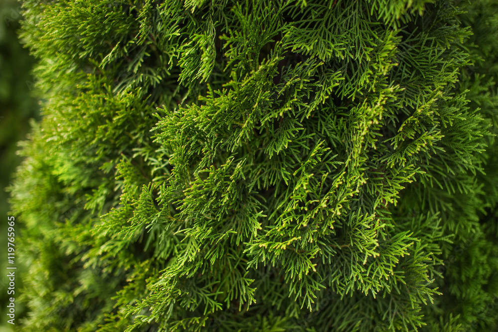 Natural green coniferous background, bright plant texture. Thuja. Natural green coniferous background, bright plant texture. Thuja.