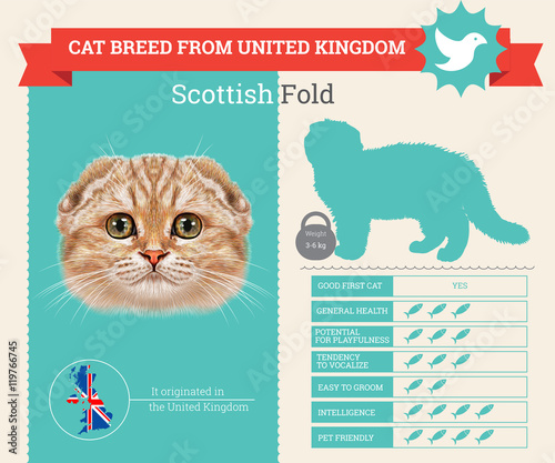 Scottish Fold Cat breed vector infographics