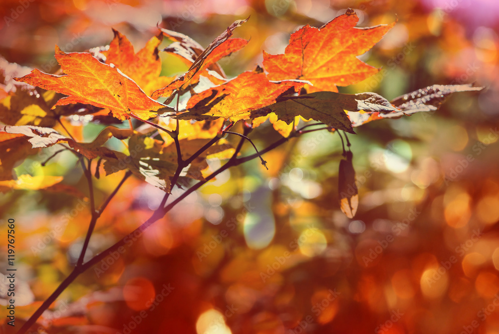 Autumn leaves Autumn leaves