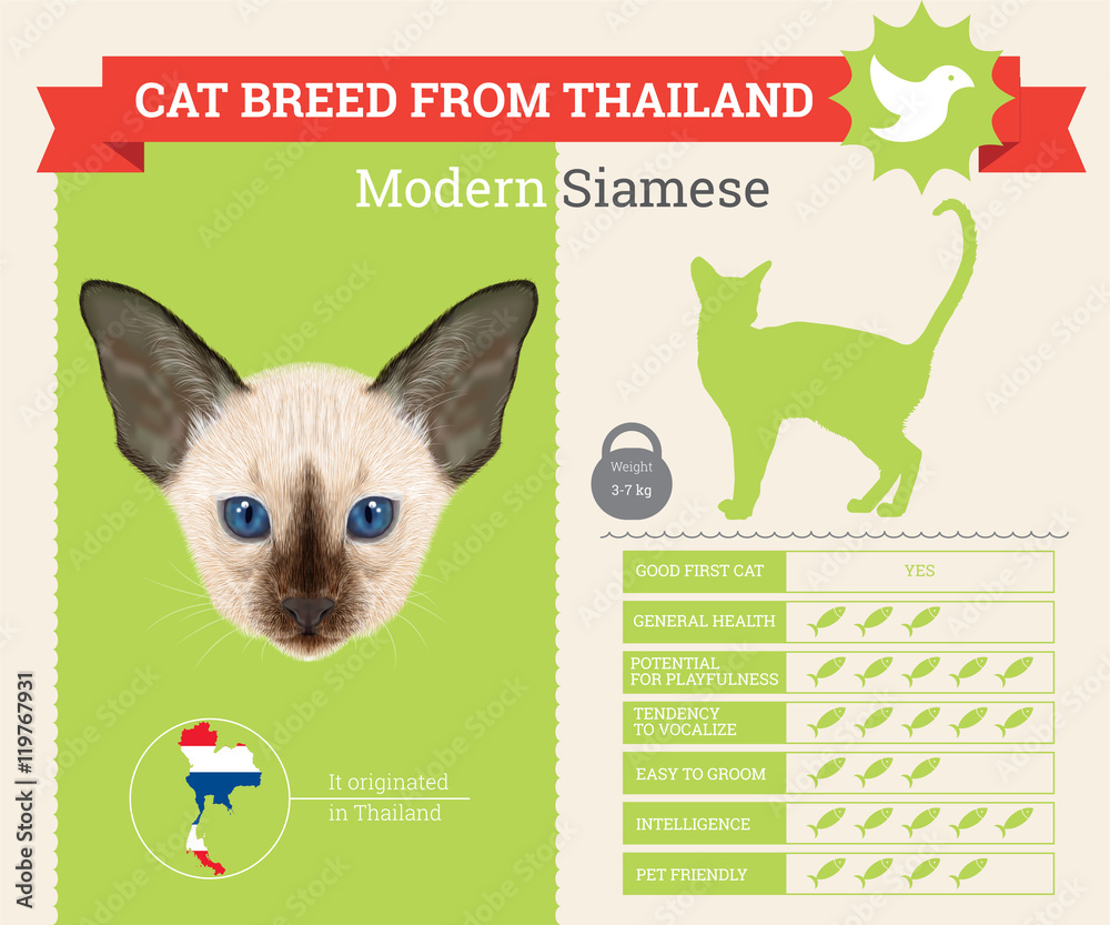 Modern siamese cat 2025