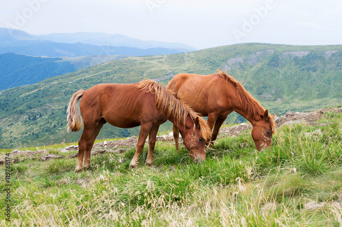 Fototapeta Naklejka Na Ścianę i Meble -  two red horse on pasture