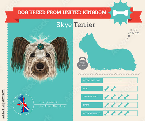 Skye Terrier dog breed vector infographics