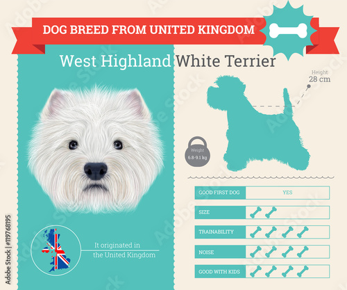 West Highland White Terrier dog breed vector infographics