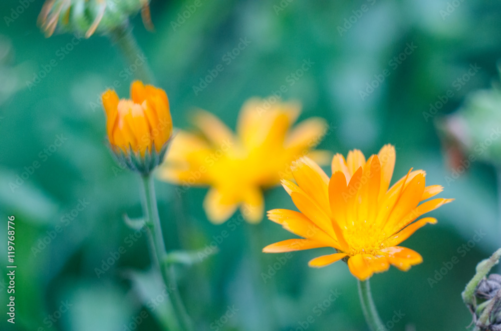 Orange calendula officinalis flowers medical blooming in the garden Orange calendula officinalis flowers medical blooming in the garden