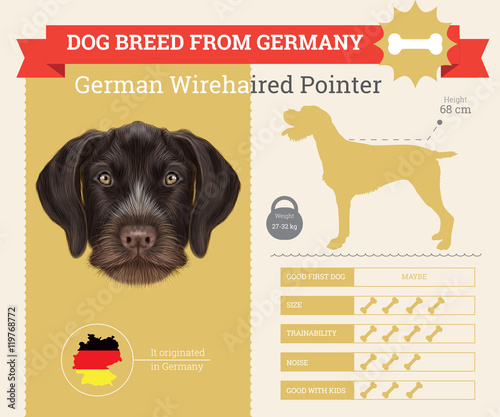 German Wirehaired Pointer dog breed vector infographics