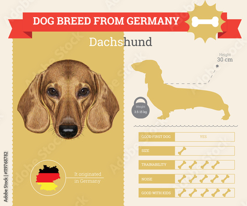 Dachshund dog breed vector infographics