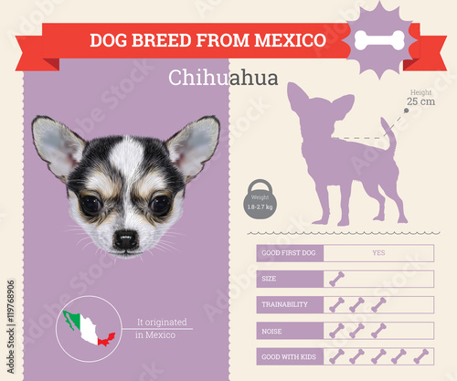 Chihuahua dog breed vector infographics