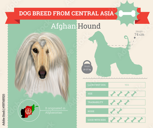 Afghan Hound dog breed vector infographics