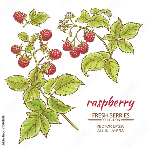 raspberry vector set
