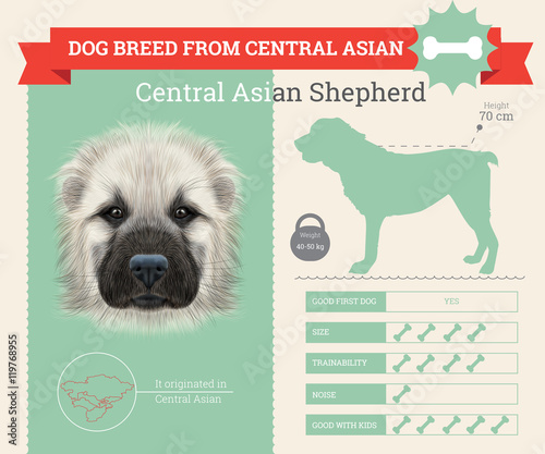 Central Asian Shepherd Dog breed vector infographics