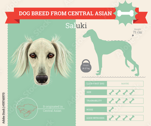 Saluki dog breed vector infographics