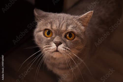 Scottish cat
