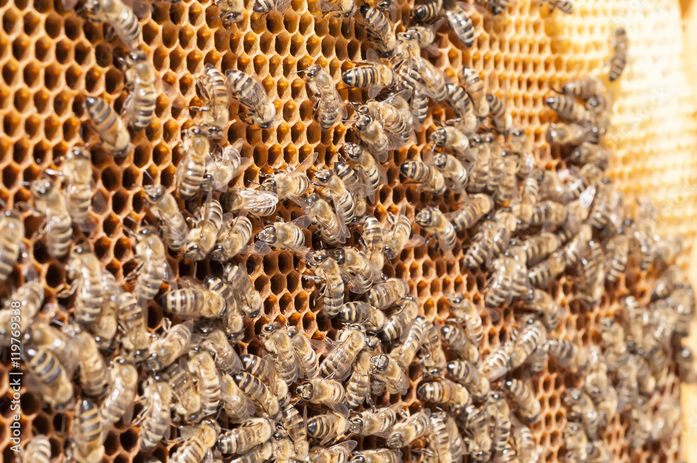 Bees convert nectar into honey and cover it in honeycombs Bees convert nectar into honey and cover it in honeycombs