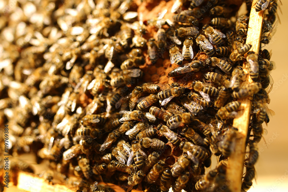 Bees inside a beehive with the queen bee in the middle