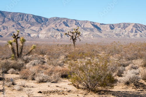 Mojave Desert © st_matty