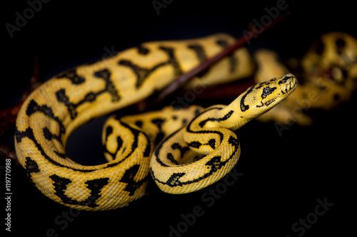 Jungle Jaguar Carpet Python on black photo