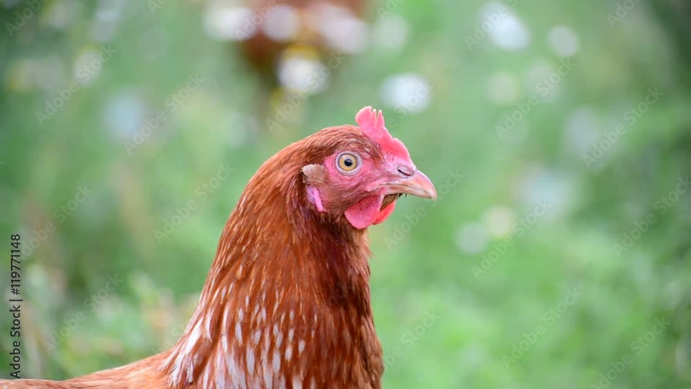 Portrait of thoroughbred chicken on the nature Portrait of thoroughbred chicken on the nature