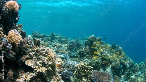 Wallpaper Mural Colorful coral reef with Yellowfin Goatfishes. 4k footage Torontodigital.ca
