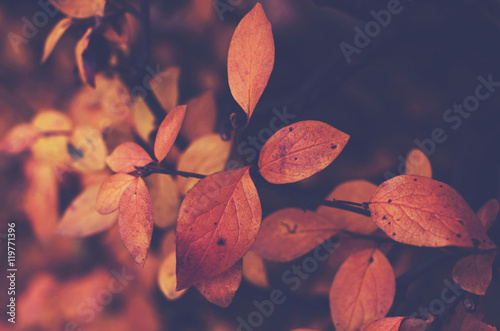 Branch with orange leaves, autumn background
