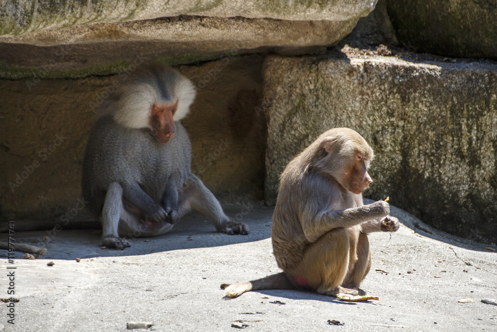 Naklejka premium Hamadryas Baboon, 2015