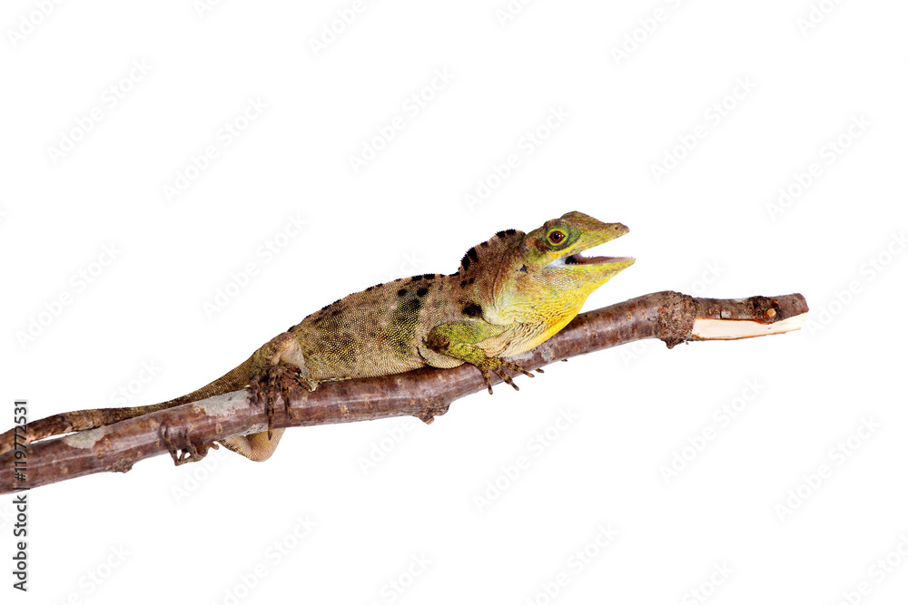 Fototapeta premium Dactyloa fraseri on white