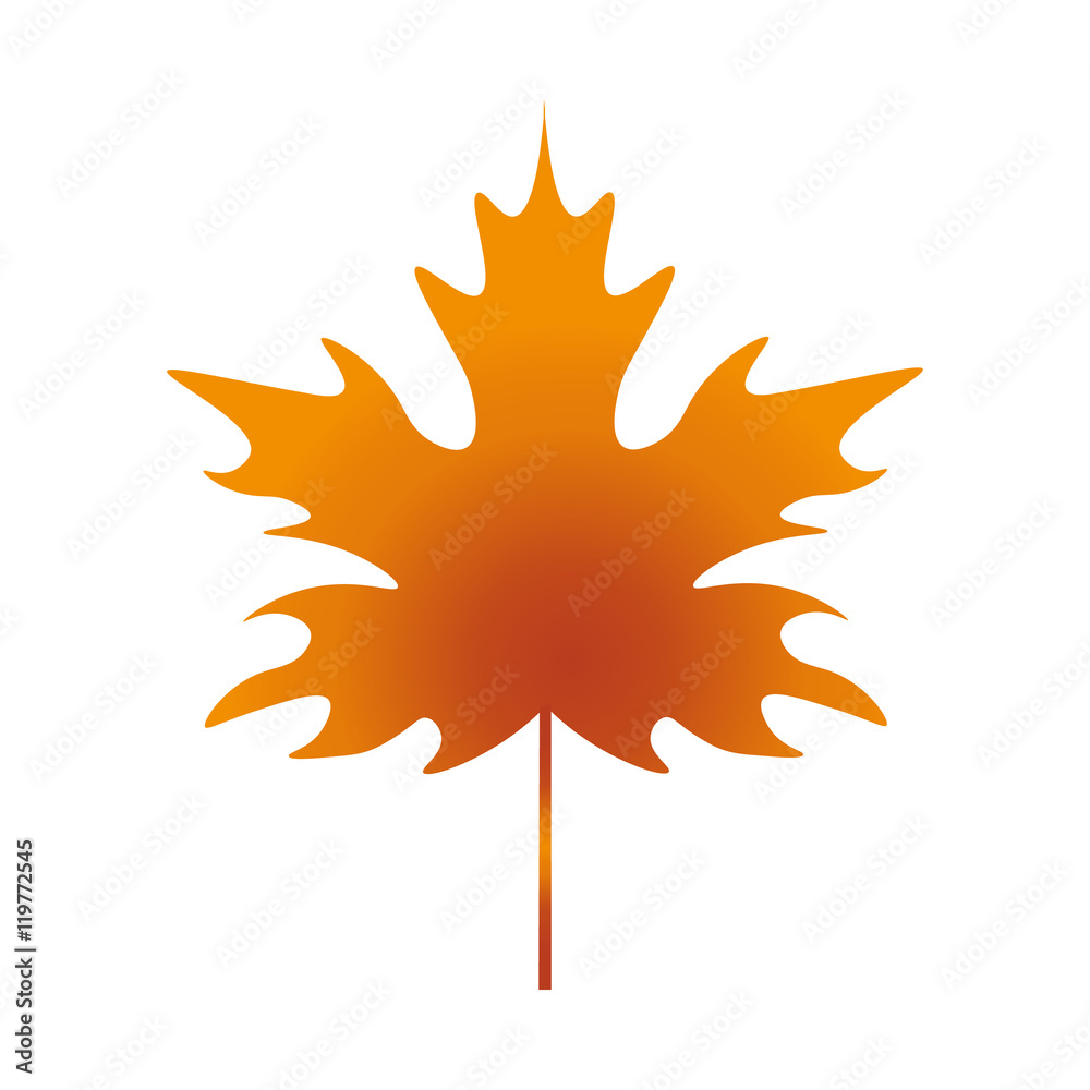 Leaf Maple Leaf Maple