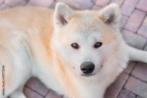 Selective focus head shot from above of lying Akita Inu dog