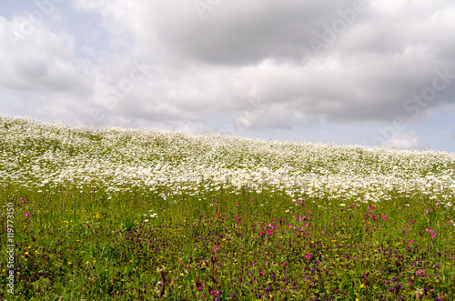 Landscape. photo