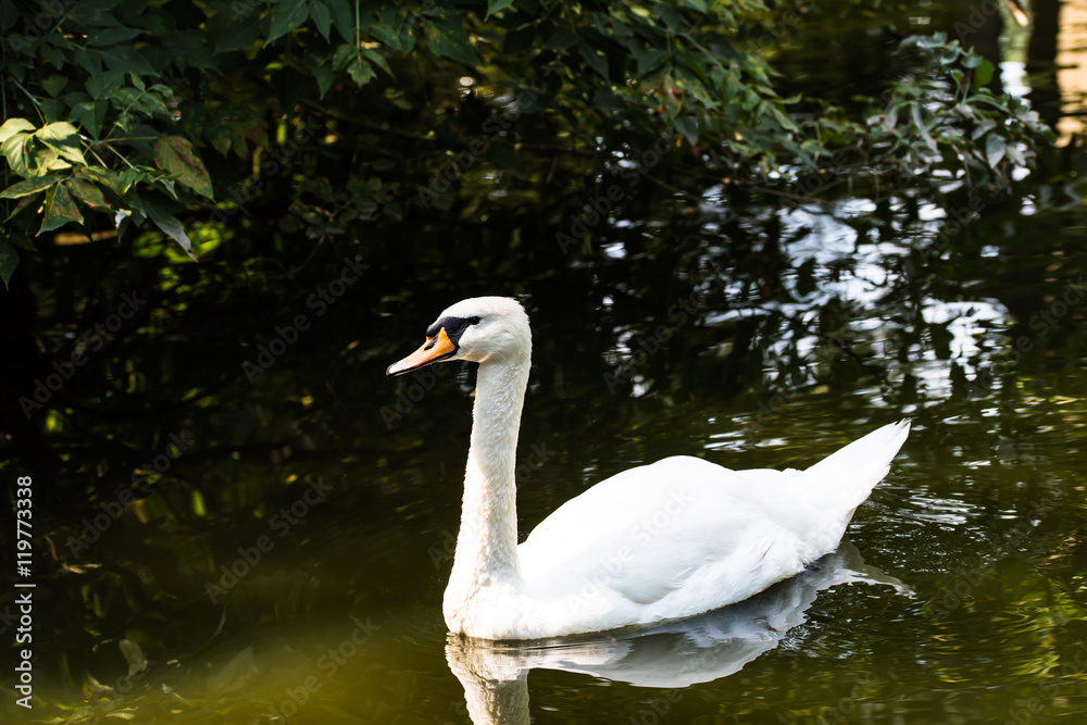 Naklejka premium Single beautiful white swan in the pond in sunny summer day